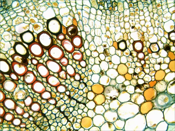 植物根茎显微图片