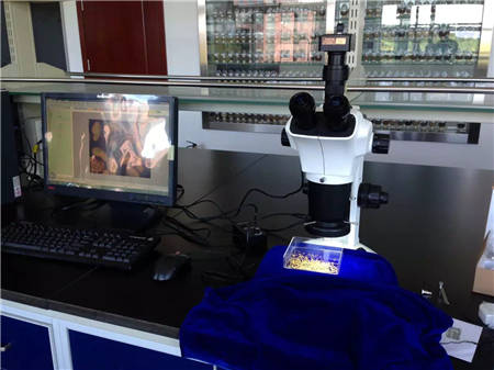 上海点应光学立体显微镜全国畜牧总站调试照
